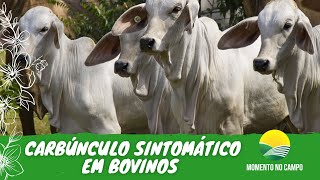 MOMENTO NO CAMPO 85  CARBÚNCULO SINTOMÁTICO EM BOVINOS [upl. by Ttenyl858]