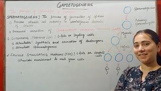 GAMETOGENESIS HUMAN REPRODUCTION CLASS 12 [upl. by Lime]