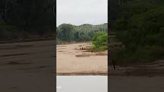 Rare video of uncontacted Amazon rainforest tribe in Peru [upl. by Mclain]