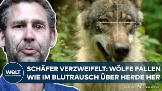 DER WOLF IN DEUTSCHLAND Schafe gerissen Weiden in Gefahr 🐺 Umweltministerium plant Neuregelung [upl. by Drallim]