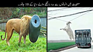 10 Animals Ask People For Help  Haider Tv [upl. by Nniroc]