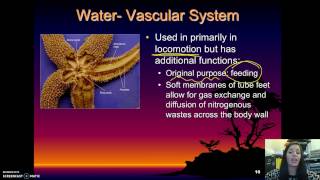 Echinodermata  Basic Characteristics [upl. by Sset125]