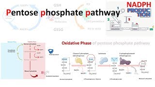 Pentose phosphate pathway [upl. by Nahgeam]