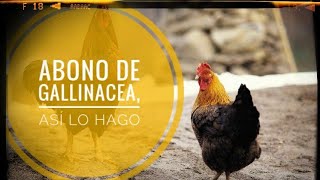 ABONO de gallinácea así lo hacemos nosotros  Cómo hacer PURíN de gallinaza 🐔💩 abono orgánico 🌱 [upl. by Naelcm]