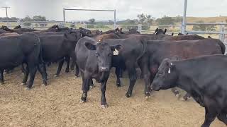 JADA Grazing  100 Vendor Bred Angus Yearling Steers [upl. by Adelina768]