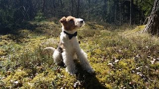 Wire Fox Terrier Owe playing [upl. by Byers]