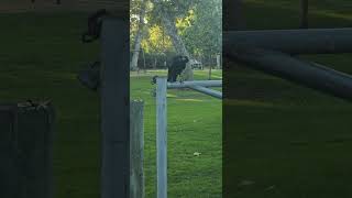 Crow Eating in LA California LA crow [upl. by Bruner623]