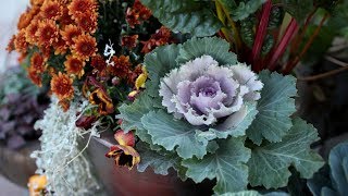 Planting Fall Containers 🍂Pt 1  Garden Answer [upl. by Andrea528]