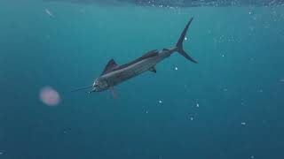 sail fish catching lakshadweep [upl. by Alleciram30]