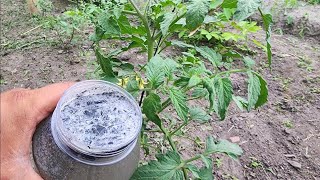 Fertilizante Natural ¡ALIMENTA a los TOMATES PEPINOS PIMIENTOS entraran en Crecimiento al instante [upl. by Carlynne709]