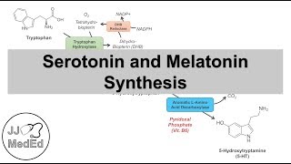 Serotonin and Melatonin Synthesis  Tryptophan Metabolism [upl. by Eittel6]