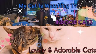 Funny Cats My Adorable Cats Love To Watch TV [upl. by Turnheim]