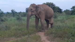 Udawalawa national park💚 injuredelephant  උඩවලව ජාතික වනෝද්‍යානයේ ආබාධිත වූ අලියා🥺❤️🐘🐘🙏 20210225 [upl. by Katheryn]