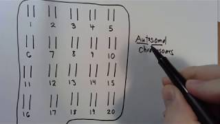 9 Autosomal vs Sex Chromosomes [upl. by Treble875]