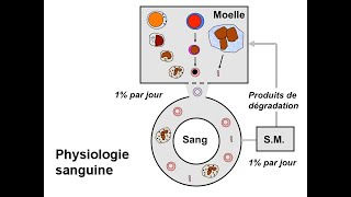 PHYSIOLOGIE DU GLOBULE ROUGE ET PHYSIOPATHOLOGIE DES ANEMIES PARTIE 1 [upl. by Llib463]