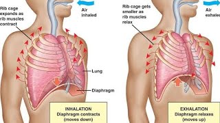 THE RESPIRATORY SYSTEM PART4RESPIRATORY PROCESSLUNG CAPACITIES [upl. by Nylrak7]