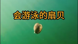 原来扇贝不仅有眼睛还会游泳，这有助于他们繁衍和躲避危险。扇贝 科普 有趣 涨知识 [upl. by Tarrance]