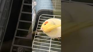 Cuteness Overload 🥰 🦜 cockatielscraze [upl. by Itagaki]