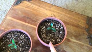 Kumquat Tree Update amp Seed Giveaway [upl. by Colas673]