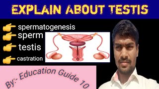 Explain about testis  spermatogenesis  Sperm  testis  castration [upl. by Adnaram19]