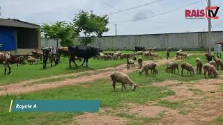 Educational Field Trip to Veterinary College rais2023 [upl. by Gahl]