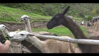 Llama Alpca Vicuña and Guanaco  Peru 4K [upl. by Ravid231]