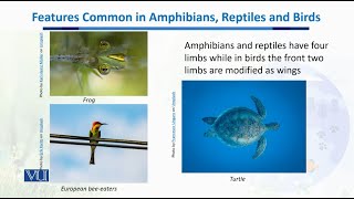 Features Common in Amphibians Reptiles amp Birds  Biodiversity amp EvolutionII  BT201Topic059 [upl. by Paehpos919]