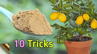 10 TRICKS TO GROW LOTS OF LEMONS  HOW TO GROW LEMON TREE IN POT  CITRUS TREE CARE [upl. by Jelsma872]