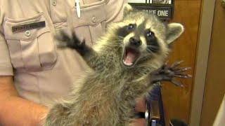 Funniest Raccoons Video Compilation 2021 CUTE RACCOON [upl. by Harim275]