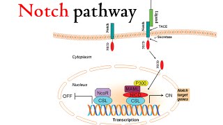 Notch signaling pathway [upl. by Rebm]