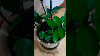 Plantita plants plantita 4k diy tinievillarico [upl. by Hardy754]