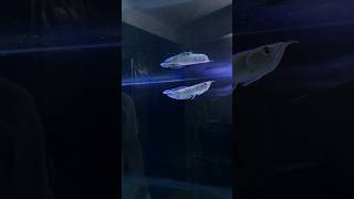 Arowana Growth Update Food I Choose for My Arowana [upl. by Birdella]