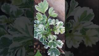 Aralia variegated  Dwarf aralia [upl. by Etnuad]