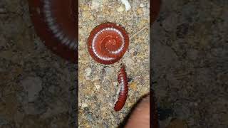 Raising Millipedes at Home The Surprising Benefits I Never Expected 4 [upl. by Fulmer]