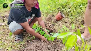 How to plant the Aquilaria Lapnisan aka AGARWOOD Seedlings Lets do it the WITSAWA way [upl. by Aldwin]