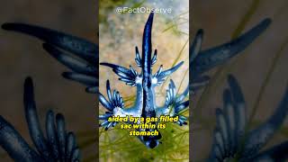 The Real Life Sea Dragon  Glaucus Atlanticus [upl. by Constantina]