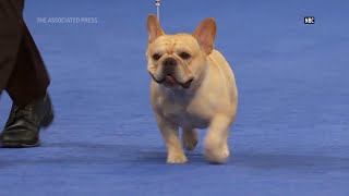 John OHurley previews the 2023 The National Dog Show competition [upl. by Enomor102]