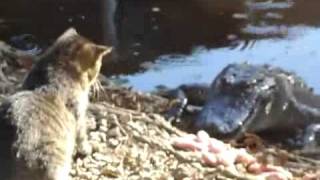 Animal Clip Of The Week Cat Fights Off Alligator [upl. by Cirdet]