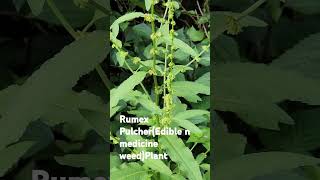 Rumex Pulcheredible n medicine weedplantbeautifulnatureplantsshortsviraltrending [upl. by Uokes]