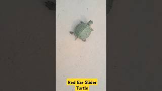 Turtle Running turtle redearedslider ytstudio ytshortsvideo pets [upl. by Eitnom104]