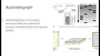 Autoradiography [upl. by Aytac]