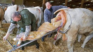 How Cow Give Birth BABY CALF BEING BORN Cows Milking​ Pretty Girl Military Truck Farm WithMe​ [upl. by Ymeon]