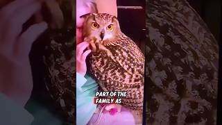 This orphaned owl was rescued by a kind man who raised it until it recovered rescue owl [upl. by Oren]