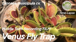 Giant Venus Fly Trap Growth over 3 Weeks  time lapse  Carnivorous Plants  Dionaea Venus Flytrap [upl. by Cyna860]