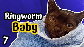 Ringworm Kitten  How to fix amp treat Ringworm in Cats  TumpampSooty  Part 7 [upl. by Tortosa]