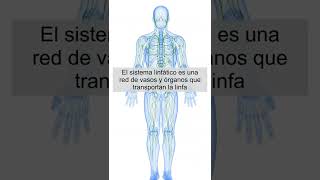 ➡️ ¿Qué es el DRENAJE LINFÁTICO MANUAL shorts [upl. by Rolfston]