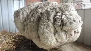 Overgrown sheeps life is saved after 40kg of wool is removed [upl. by Nalac101]