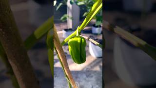 Scotch bonnet dark green pepper greenhouse plant plantation production bites usa uk african arabic [upl. by Ardnua104]