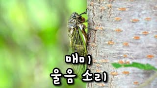 CICADA SOUND EFFECT 매미 울음소리 모음 효과음 소리 동물 animal 매미 소리 효과음 [upl. by Kubiak]