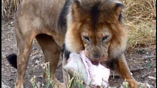 Lion eating feeding on giraffe HD [upl. by Salomon]